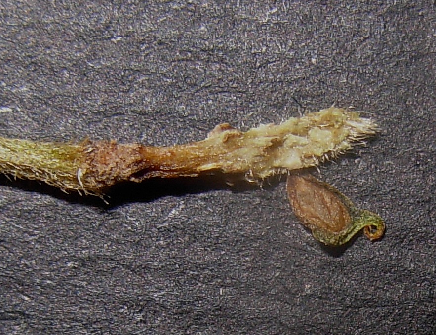 Ranunculus serpens subsp. nemorosus / Ranuncolo dei boschi